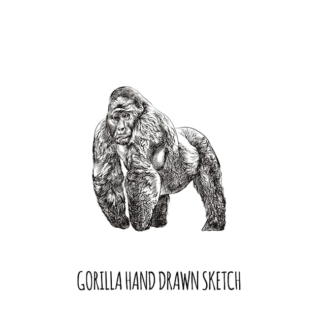 Vector hand drawn gorilla animal sketch illustration design