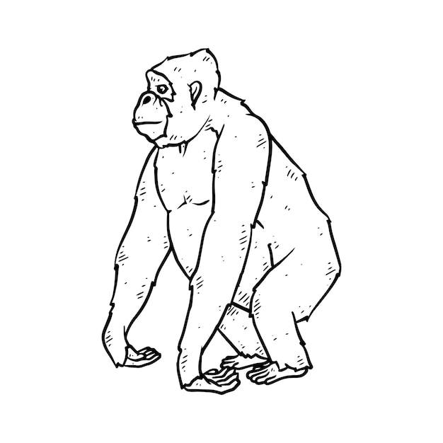 Hand drawn gorilla in doodle style sketch