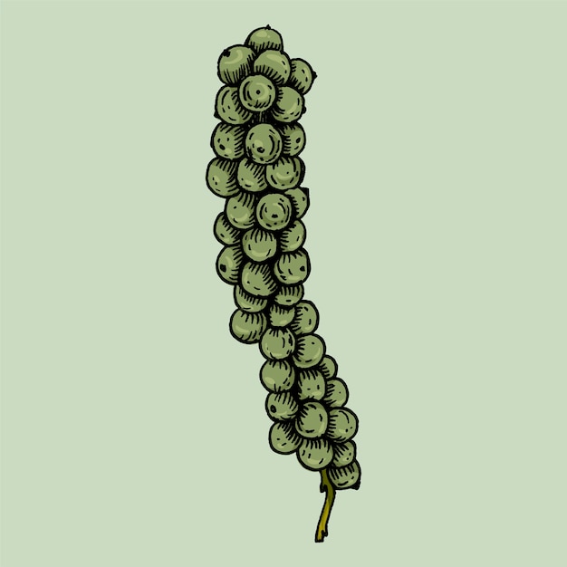 Hand drawn green peppercorn