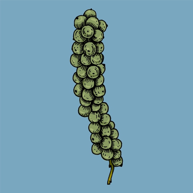 Hand drawn green peppercorn