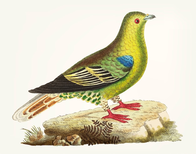 Hand drawn green pigeon