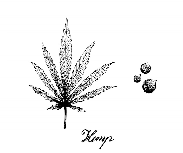 Vector hand drawn of hemp leaf and seeds