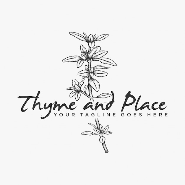 Hand drawn herb thyme logo vector