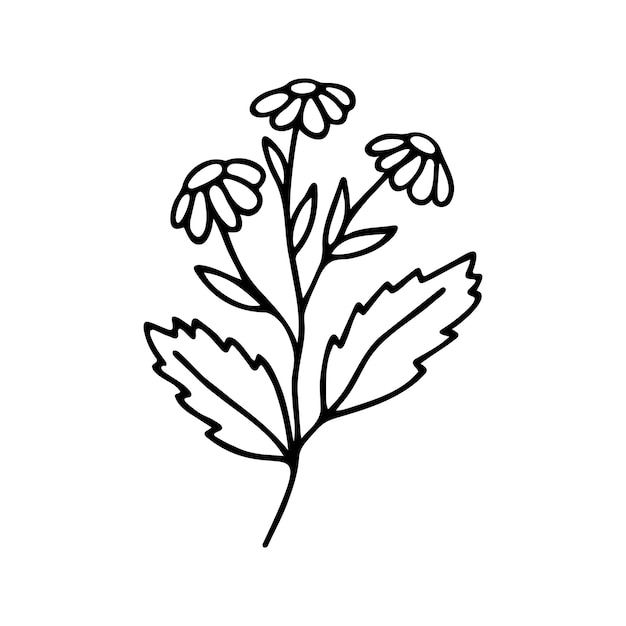 Hand drawn herbal chamomile clipart One line doodle vector