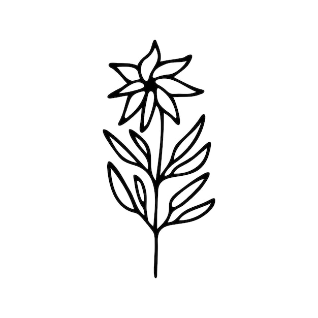 Hand drawn herbal floral clipart One line doodle vector