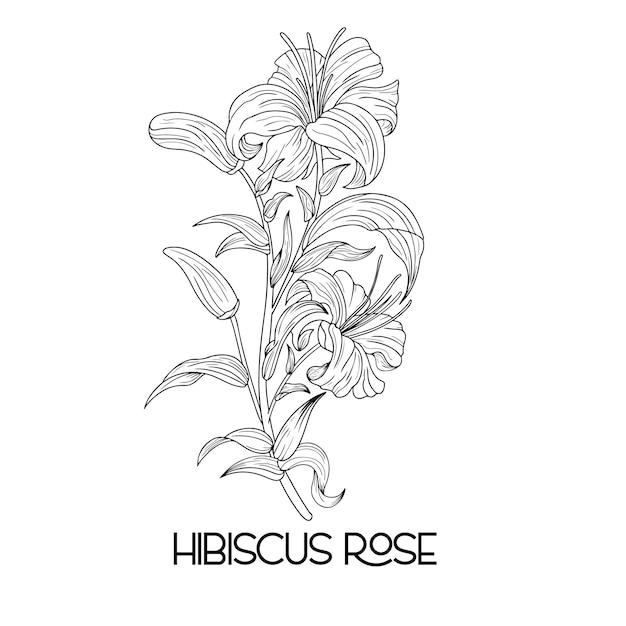 Hand drawn Hibiscus outline poppy daffodils tulip sunflower daisy Hawaiian Hibiscus  Flower Rose