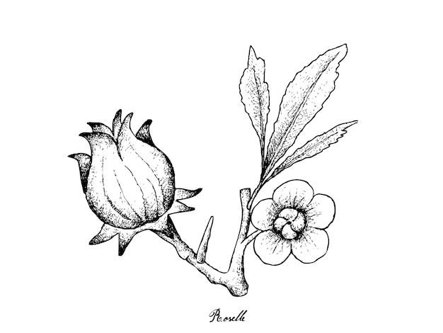 Hand Drawn of Hibiscus Sabdariffa or Roselle