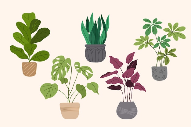 Hand drawn houseplant collection