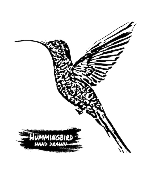 Hand drawn hummingbird in engraving style