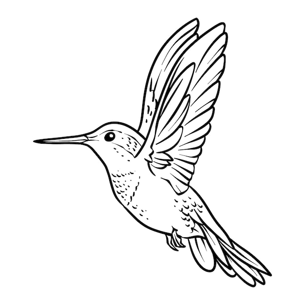 Hand drawn hummingbird outline illustration