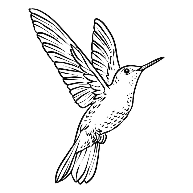 Hand drawn hummingbird outline illustration