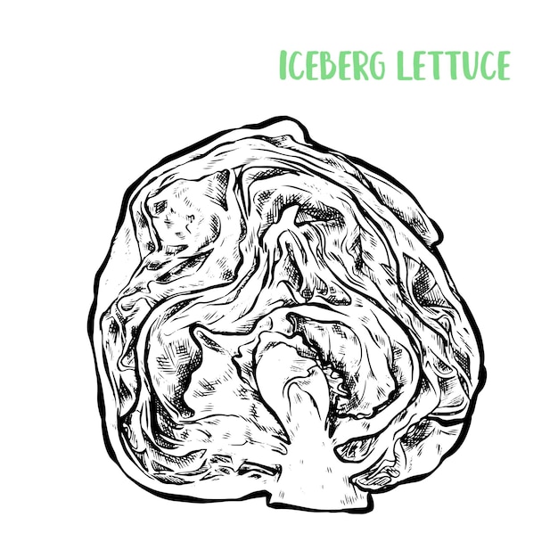 Hand drawn Iceberg lettuce Sketch illustration