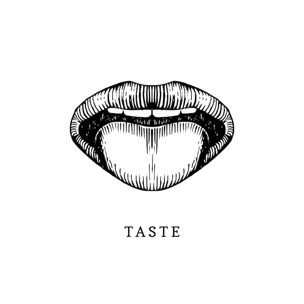 Hand drawn icon of human sense of taste in engraved style. Vector illustration of mouth and tongue.