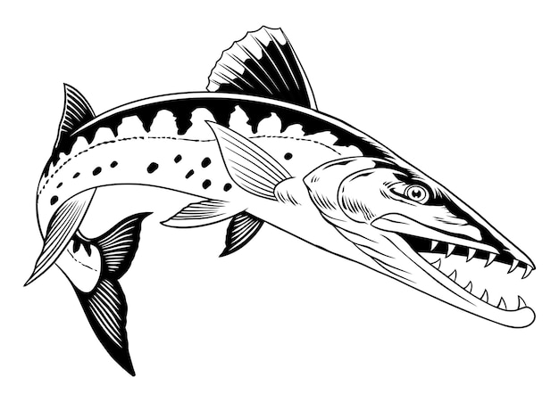 Hand Drawn Illustration of Barracuda fish Jumping Isolated