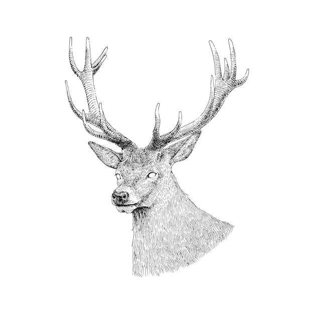 Vector hand drawn illustration of big horn deer