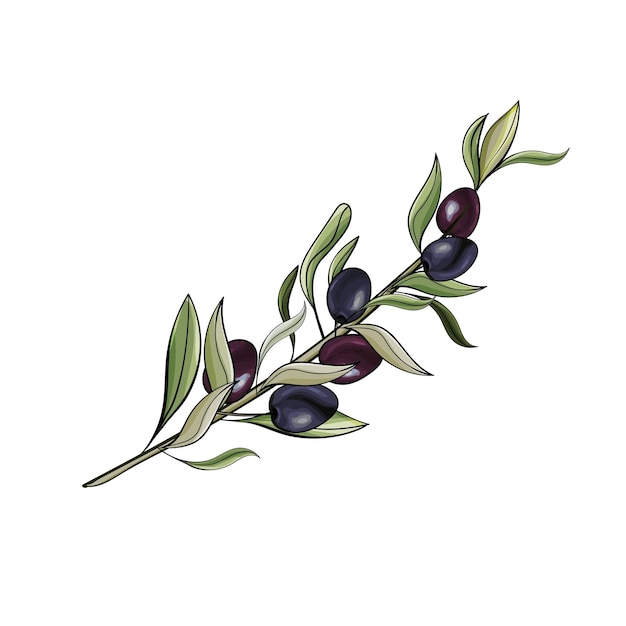 Hand drawn illustration of black olives