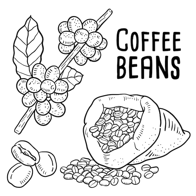 Hand drawn illustration of Coffee beans.