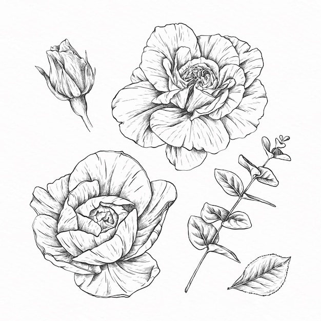 Hand drawn illustration flower collection