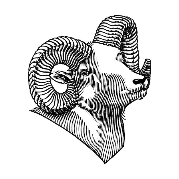 Hand Drawn Illustration of  Rocky Mountain Bighorn Sheep Ram