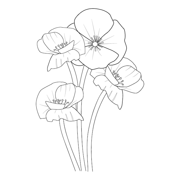 Hand drawn Illustration sketch contour bouquet of poppies flowers collection