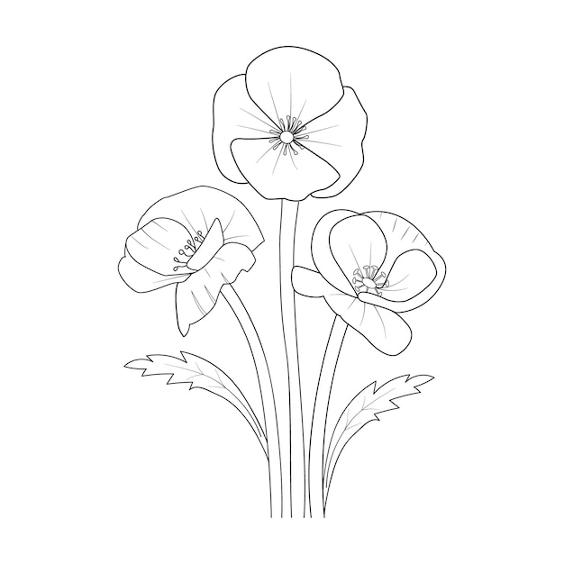 Hand drawn Illustration sketch contour bouquet of poppies flowers collection