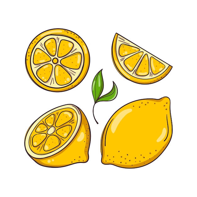 Hand drawn illustration with lemons and leaf.