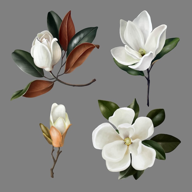 Hand drawn illustrations of cute realistic magnolias flowers and buds