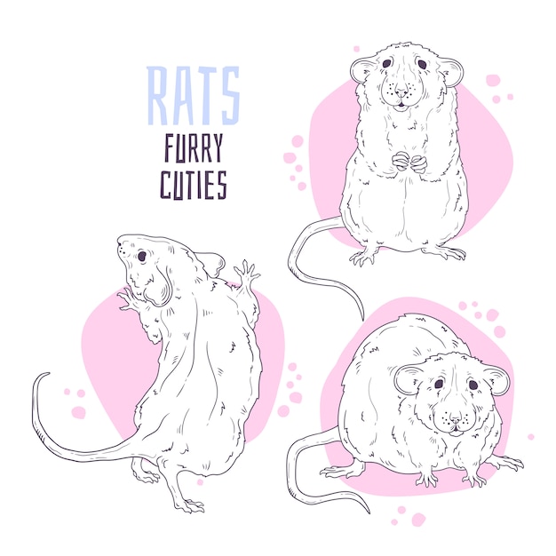 hand drawn illustrations. Cute realistic rat.