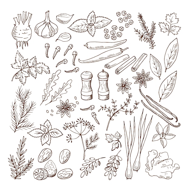 Hand drawn illustrations of different herbs and spices. Vector pictures set isolate on white