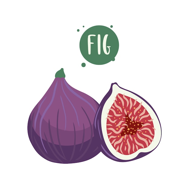 Hand-drawn illustrations of fig fruits. 