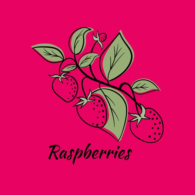 Hand drawn ink outline raspberry with color spots