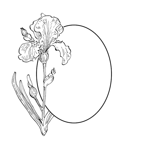 Hand drawn irises floral logo template