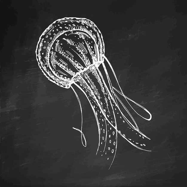 Hand drawn jellyfish Sea collection Engraved white illustrations isolated on chalkboard background