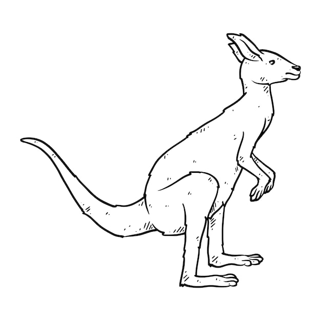 Hand drawn kangaroo in doodle style sketch