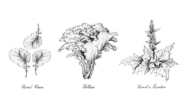 Hand Drawn of Land Cress, Lettuce and Lamb's Quarters