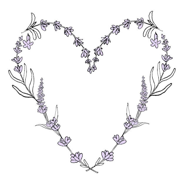 Hand drawn lavender Hearts of lavender flowers elements on a white background Botanical sketch