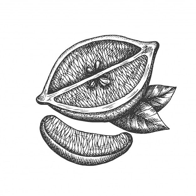 hand drawn lemon illustration in vintage style