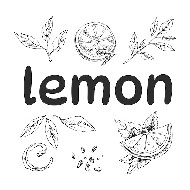 Hand drawn lemon sketch set with different lemons and lemon branch