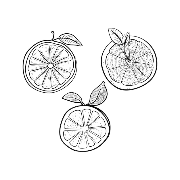 hand drawn lemon sketch vector set generative ai