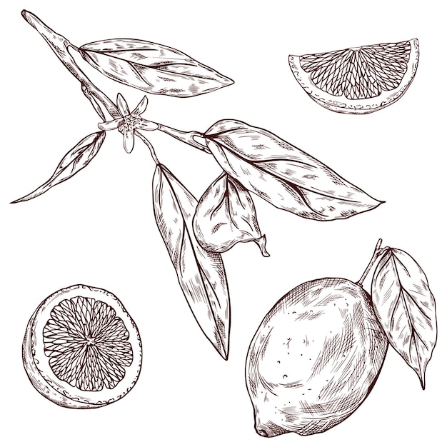 Hand drawn lemon Vintage sketch of lemon slice half branch leaves and flower Vector hand drawn outline sketch illustrations