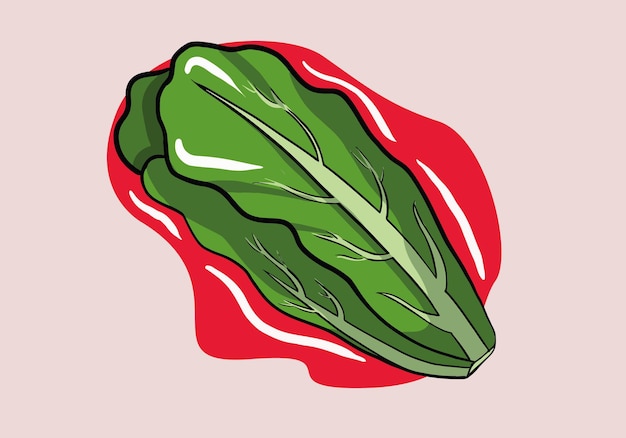 Hand drawn Lettuce flat icon, vegetable and salad leaf. Cartoon style lettuce.