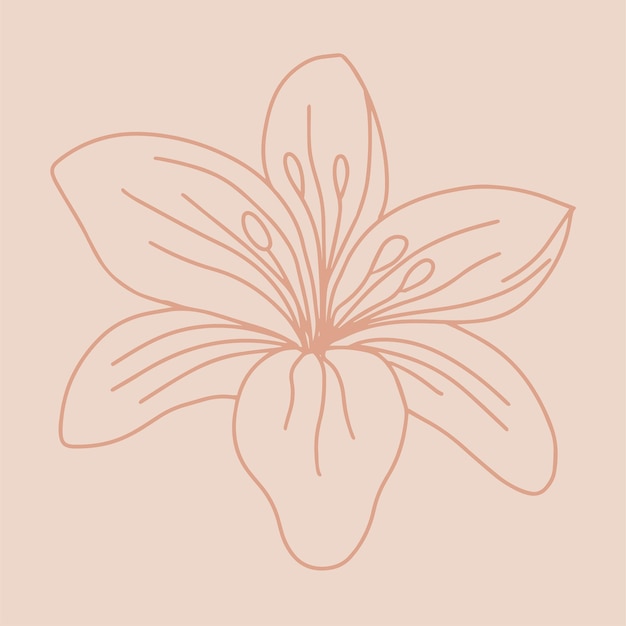 Hand drawn lily Beautiful delicate lily Vector illustration