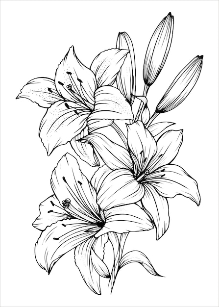 Hand drawn lily bouquets lily flowers