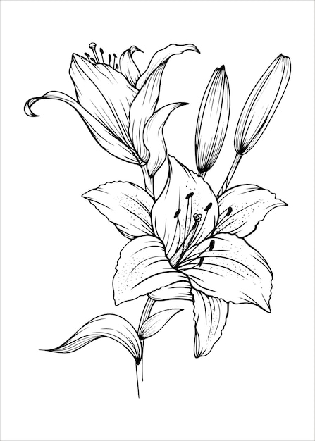 Hand drawn lily bouquets lily flowers