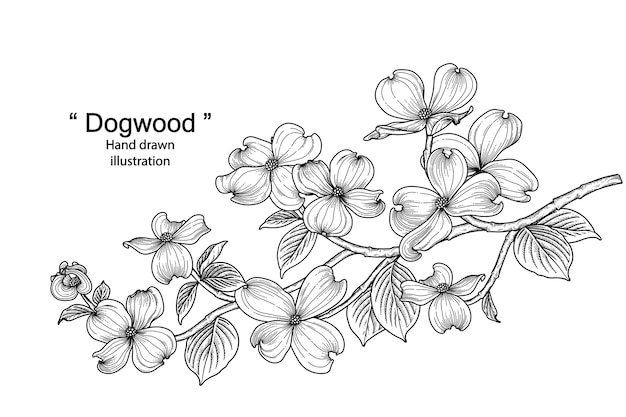 Hand drawn line art dogwood flower isolated on white backgrounds