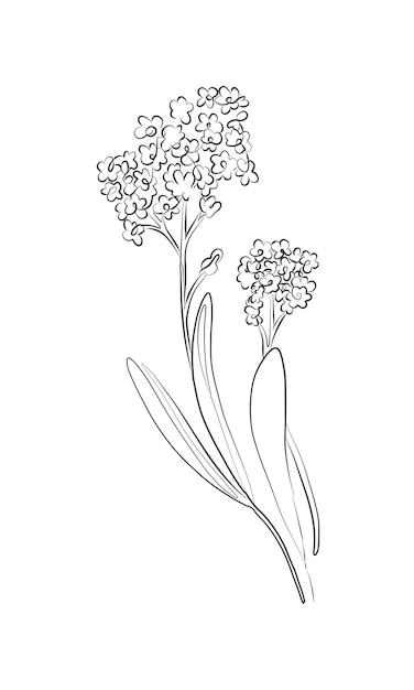 Hand drawn Line drawing sage flowers with leaves Minimalist prints Botanical art Floral png