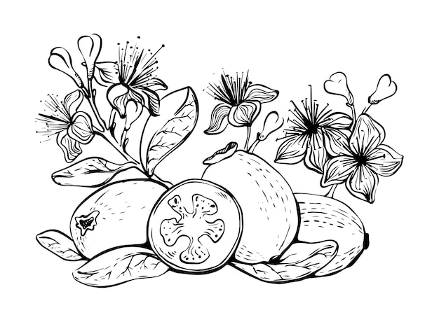 Hand drawn lineart feijoa fruits with flowers and leaves on white background