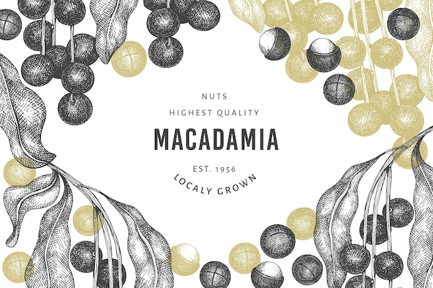 Hand drawn macadamia branch and kernels design template. Organic food vector illustration on white background. Retro nut illustration. Engraved style botanical banner.