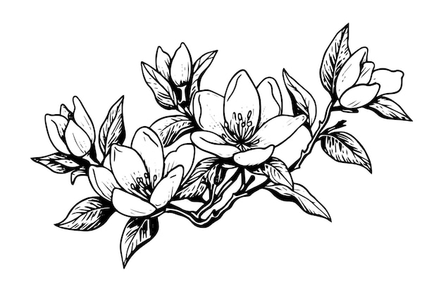 Hand drawn magnolia flower ink sketch Engraving style vector illustration