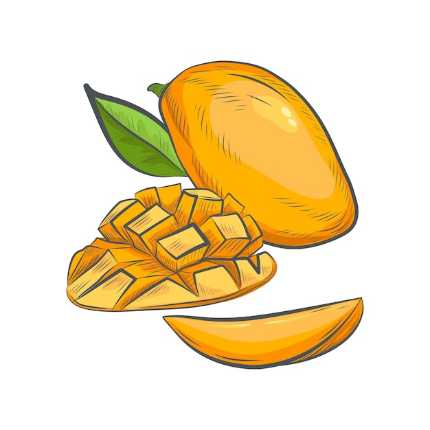 Hand drawn mango sketch isolated on white background